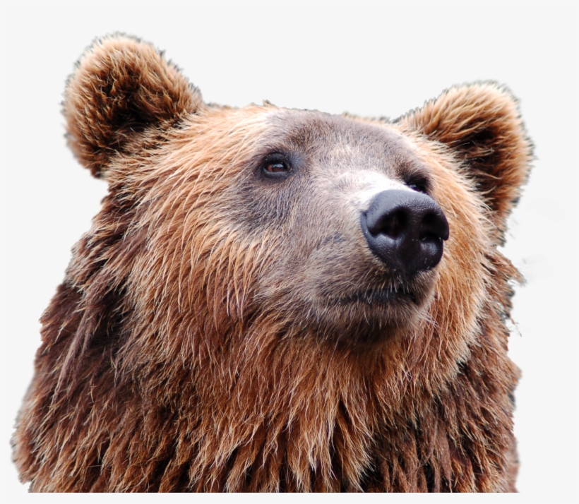Head Clipart Brown Bear, transparent png download
