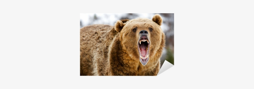 Banff Bear Attacks, transparent png download