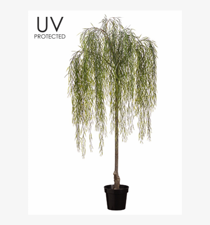 74" Uv Protected Willow Tree In Plastic Pot Green - Willow Tree In Pot, transparent png download