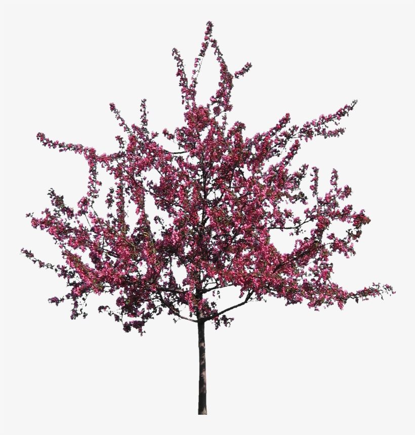 Download Crab Apple Tree Transparent Image - Crab Apple Tree - HD