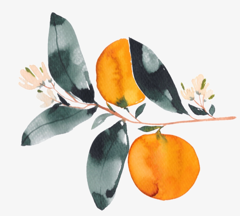 Hand Drawn Orange Watercolor Transparent With Flowers - Watercolor Painting, transparent png download