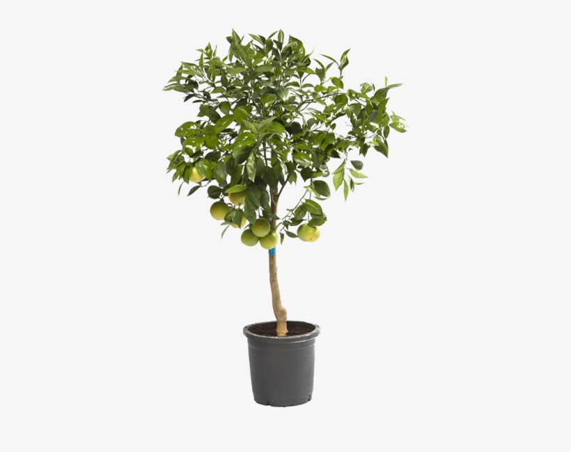 Image - Planta De Limon Png, transparent png download