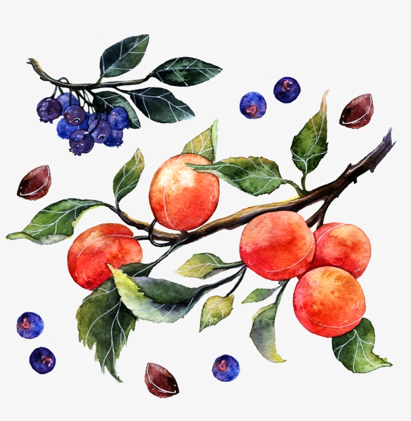 Thank You - Painting Watercolor Of Oranges, transparent png download