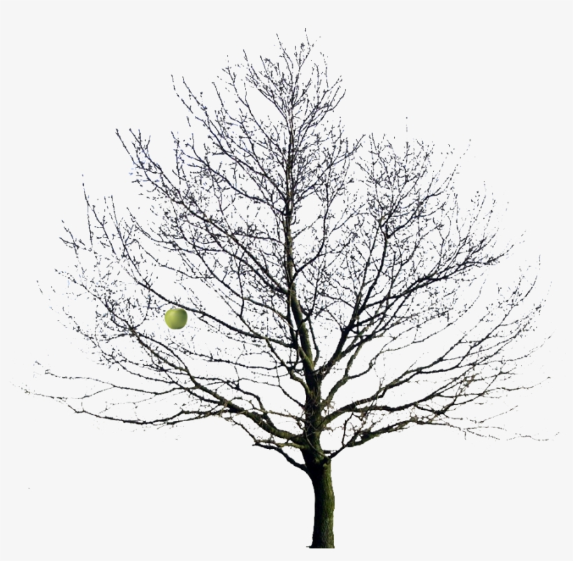 Image - Trees In Winter Png, transparent png download