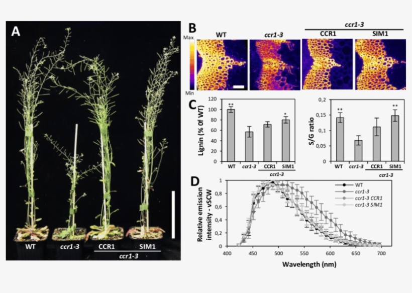 Cooperative Lignification In Arabidopsis Ccr1 Mutants, transparent png download