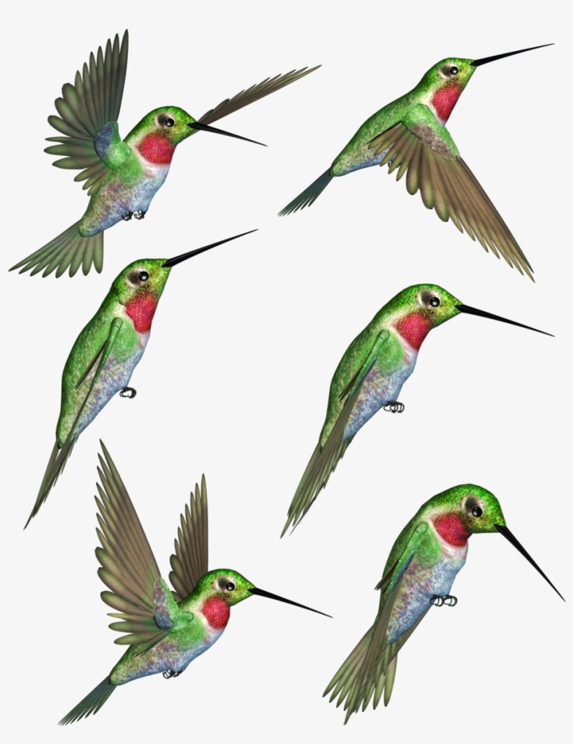 Ruby Throated Clip Art, transparent png download