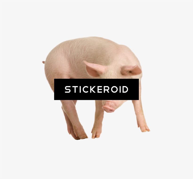 Pig, transparent png download