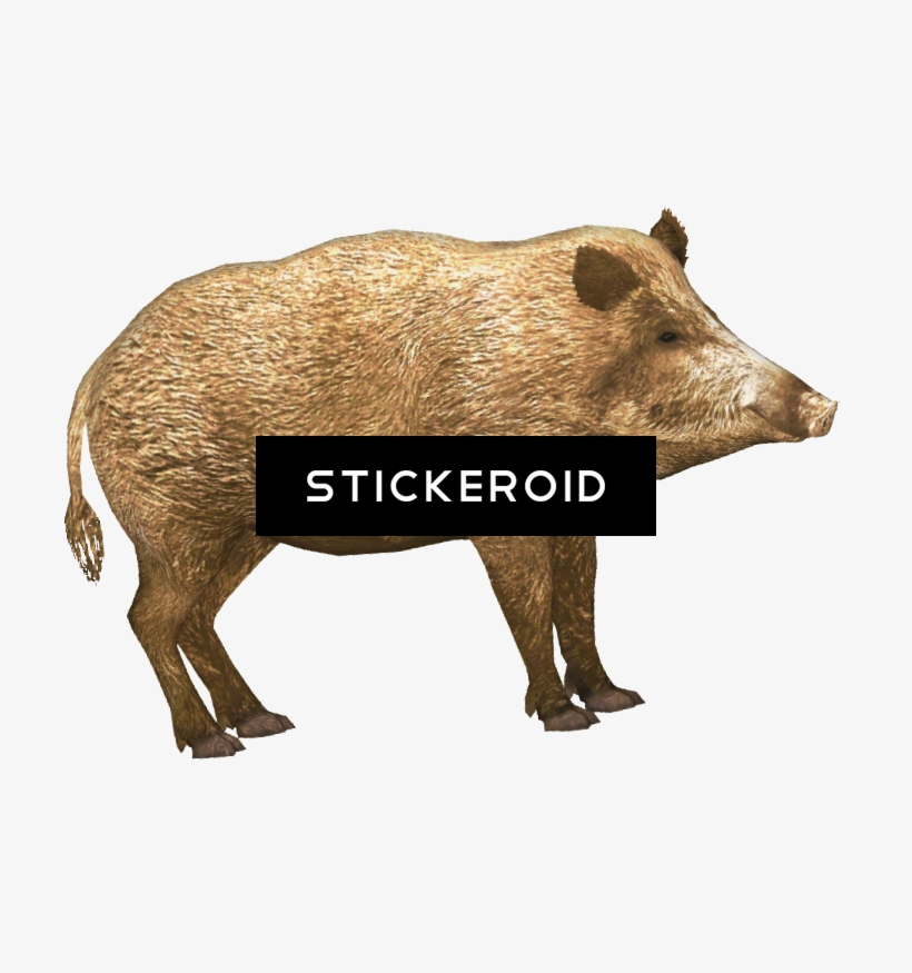 Boar Animals, transparent png download