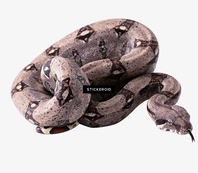 Snake, transparent png download