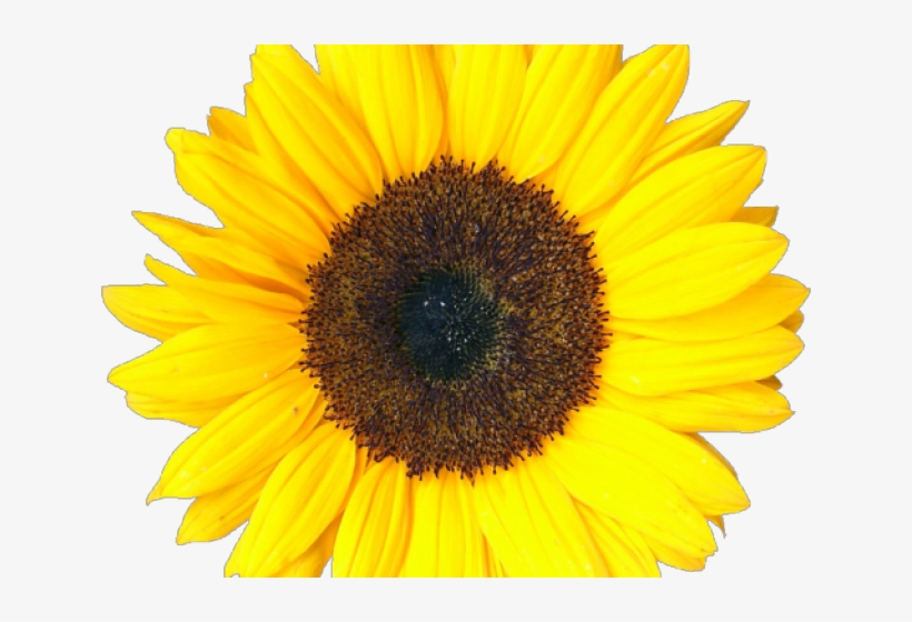 Yellow Flower Clipart Tumblr Transparent, transparent png download