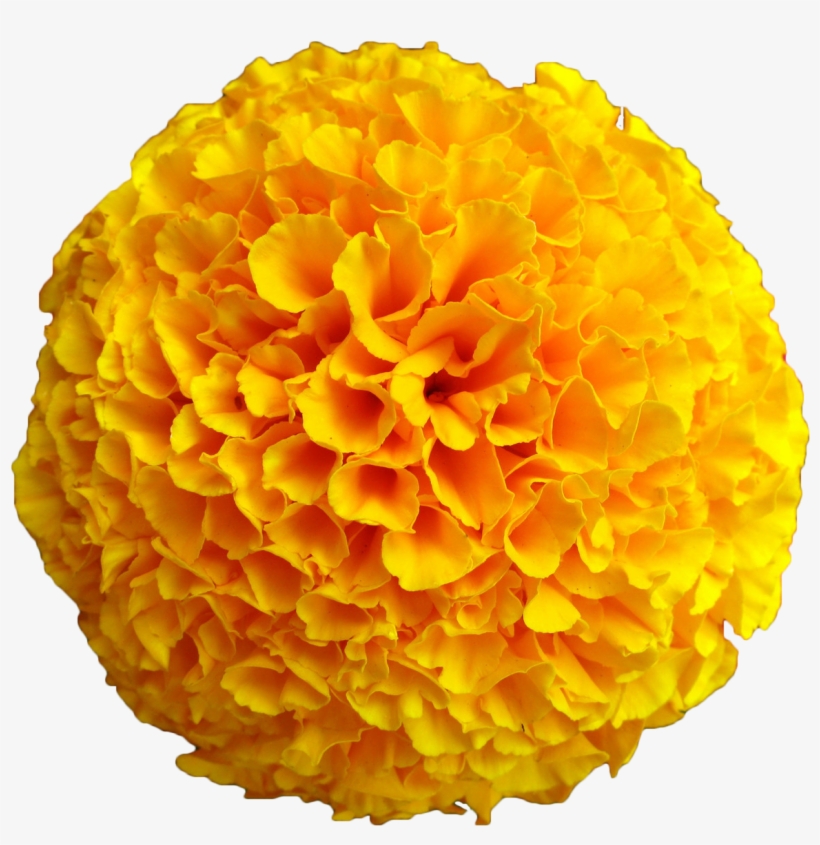 Clip Art Big Orange Flower, transparent png download