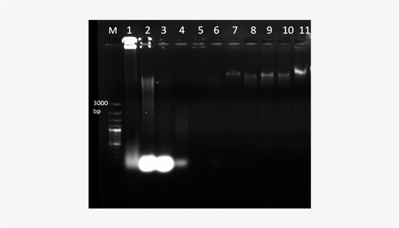 Genomic Dna Isolated From Mature And Dried M, transparent png download