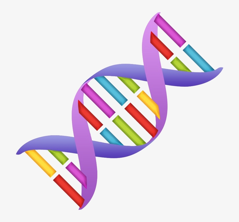 Dna Clipart Nucleic Acid, transparent png download