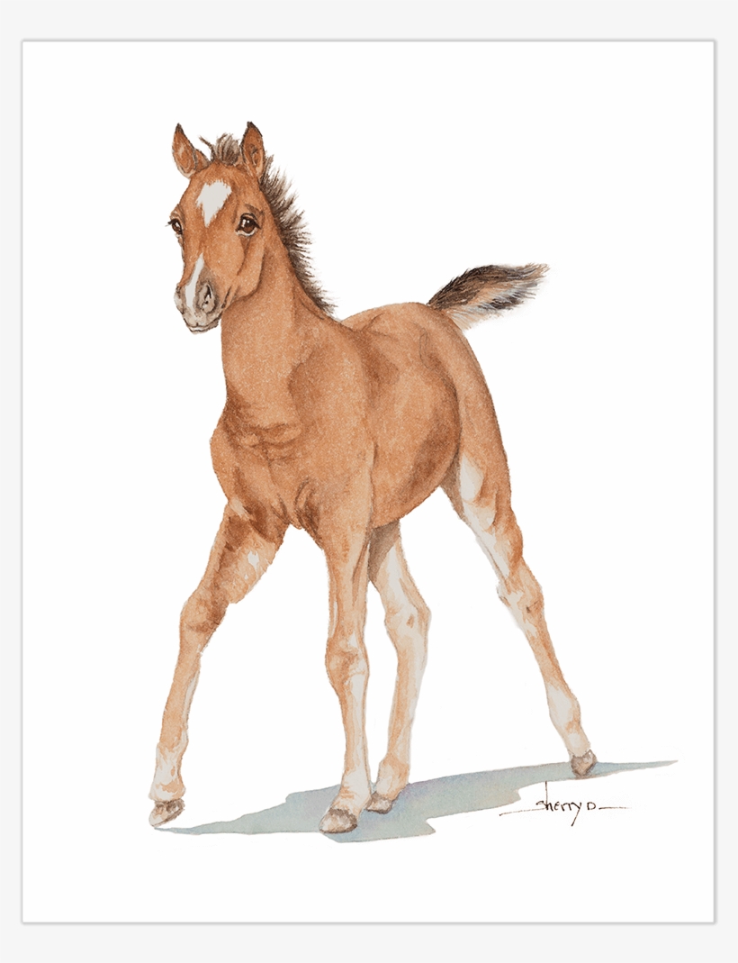 Baby Horse Wall Art, transparent png download