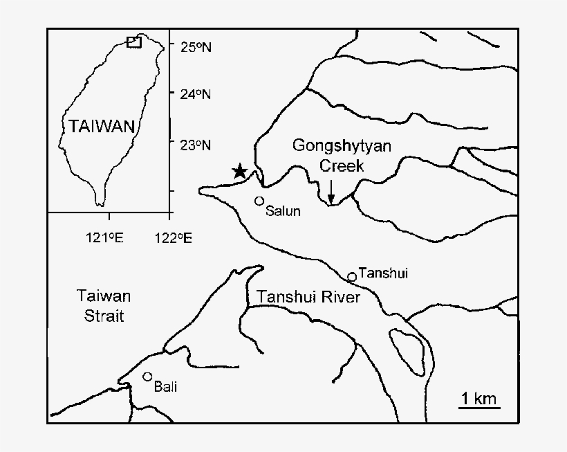 Mullet Drawing, transparent png download