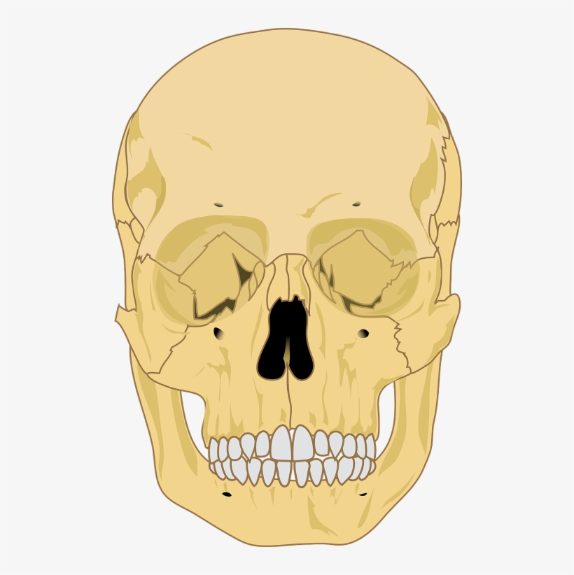 Vector Graphics, transparent png download