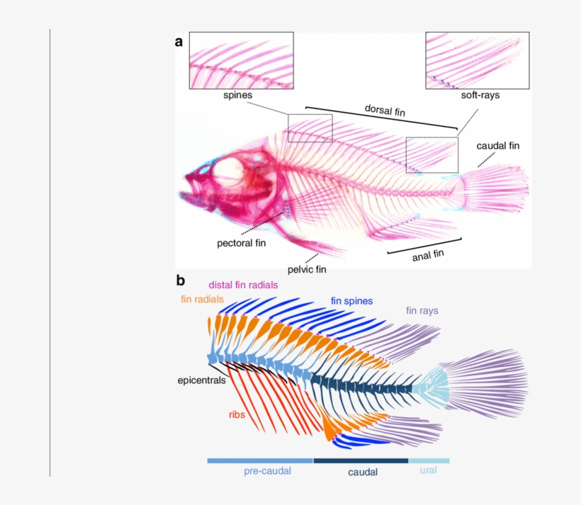 Osteology Of The Axial And Median Fin Skeleton Of A, transparent png download