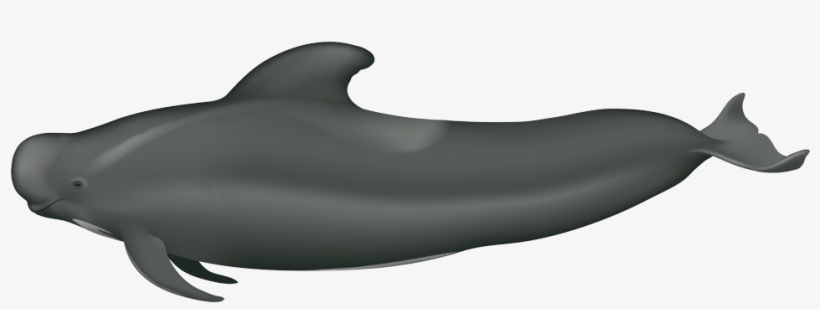 Short-finned Pilot Whale, transparent png download