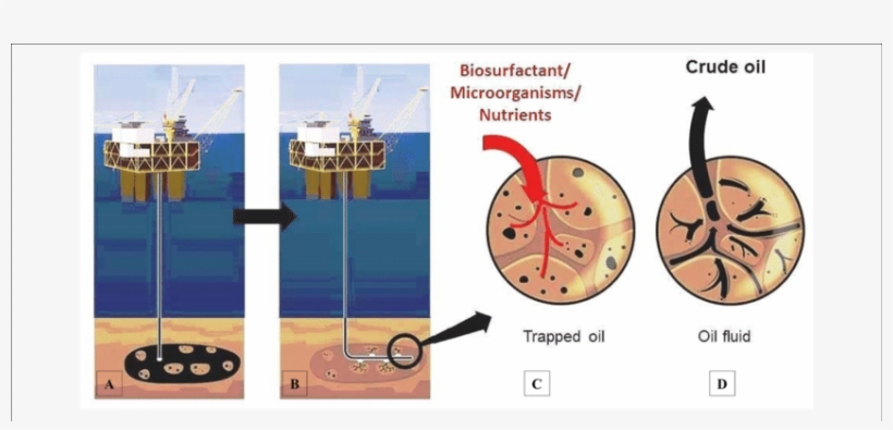 Process Of Microbial Recovery Of Crude Oil Using Biosurfactant, transparent png download