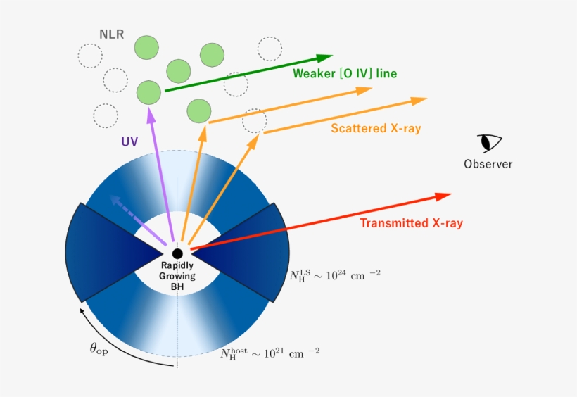 The Compton Thick Torus Has Only A Moderate Covering, transparent png download