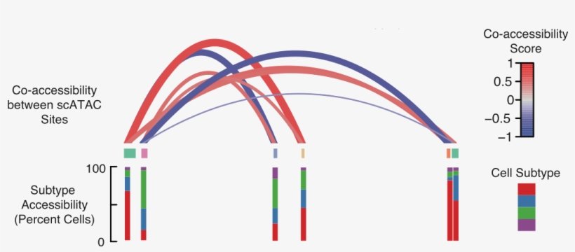 Atac-seq Is An Assay For Interrogating The Entire Genome, transparent png download