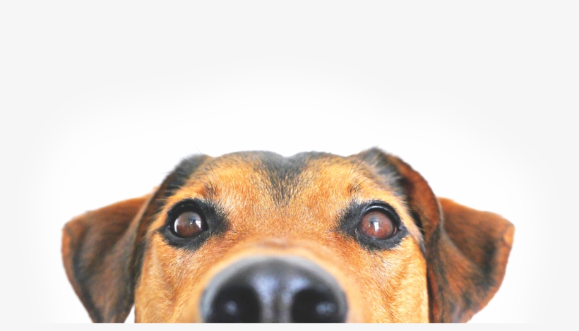 We Special Order, transparent png download