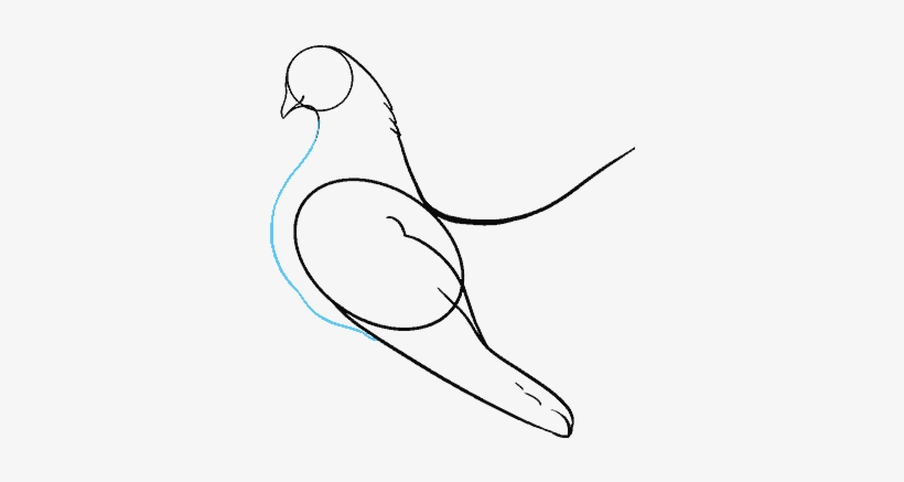 Budgie Drawing Step By, transparent png download