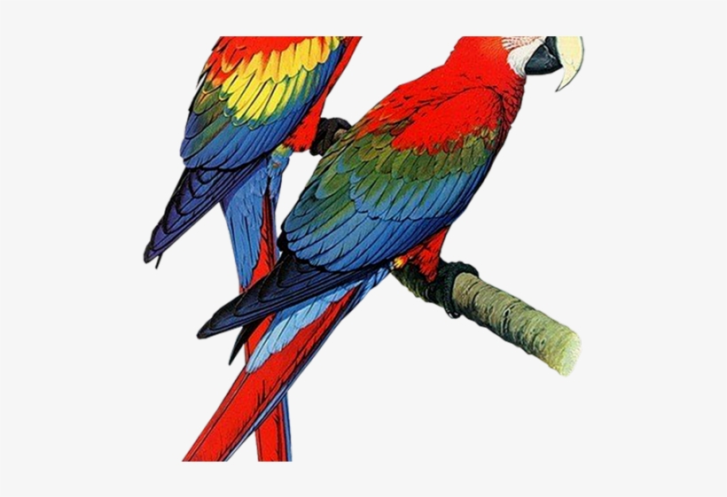 Budgerigar Clipart, transparent png download