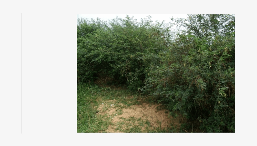 Bushy Vegetation In Rasi Nyabero Village In Rorya District, transparent png download