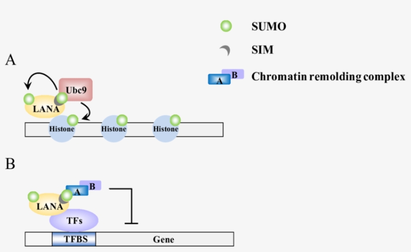 A Model Of Epigenetic Regulation By Lana, transparent png download