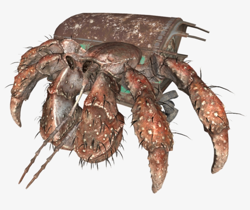 Hermitcrab, transparent png download