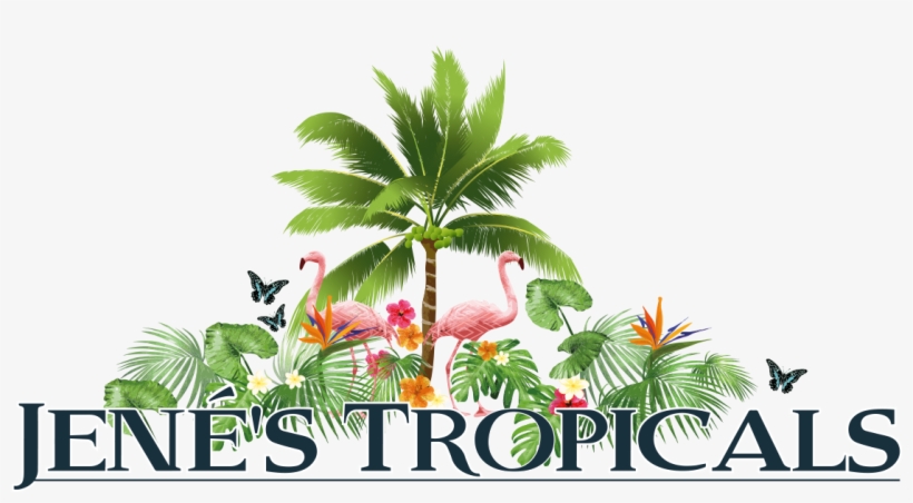 Jene's Tropical Fruit Trees - Jene's Tropicals, transparent png download