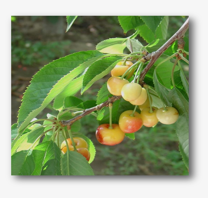 Western X Phytoplasma - Peanut Butter Fruit, transparent png download