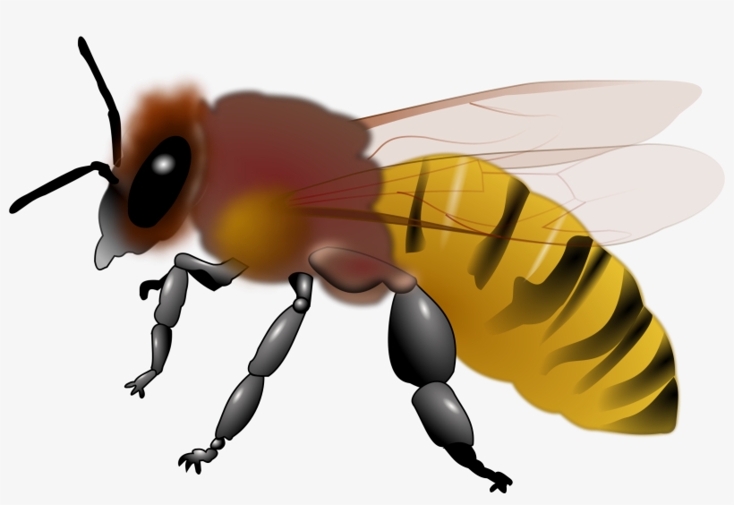 Bee Clipart - Honey Bee Picture Cliparts, transparent png download
