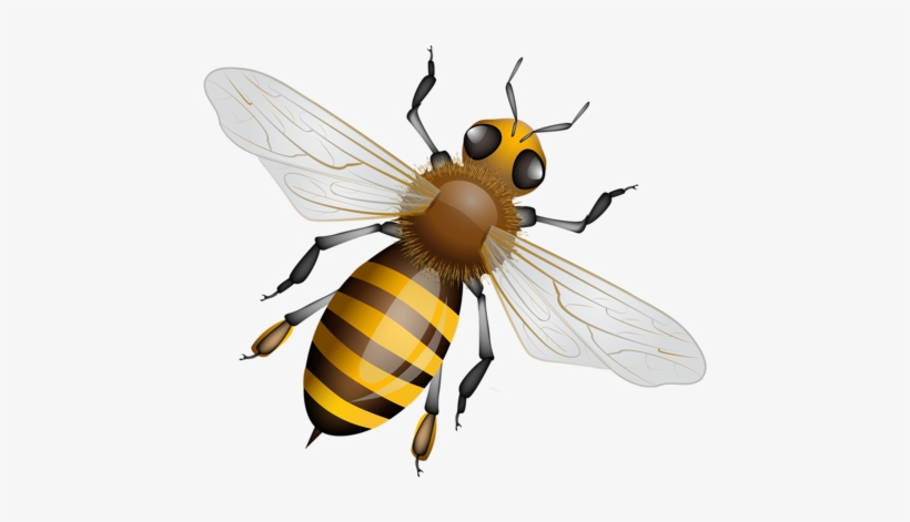 Bee Clipartbeesbee - 蜜蜂, transparent png download