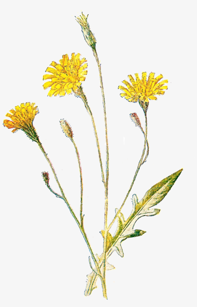 Wildflowers Of North America - Wild Flower Field Png, transparent png download