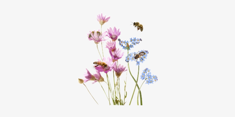 Image Result For Cheerios Wild Flower Seeds - Wild Purple Flowers Png, transparent png download