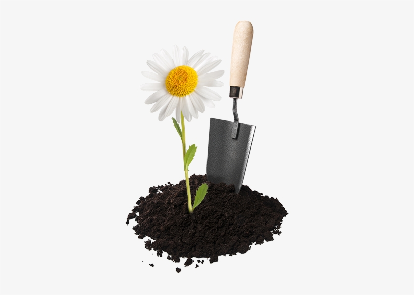 Aggressive Weeds Can Take Over Your Wildflower Garden, - Honey Nut Cheerios Wildflower Seeds, transparent png download