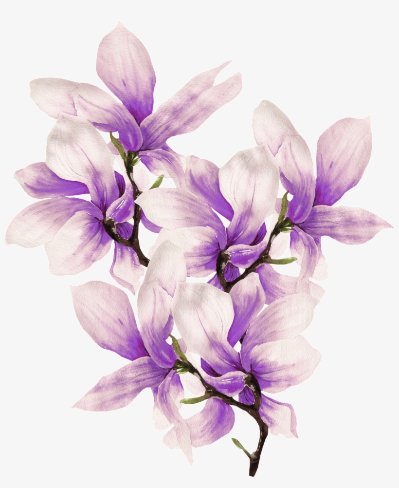 This Graphics Is Hand Painted Delicate Magnolia Png - 木兰 花, transparent png download