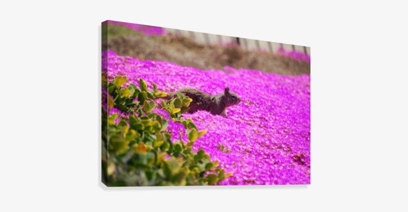 Pink Wild Flowers On A Hill With A Squirrel Canvas - Magenta Flowers In Hill, transparent png download