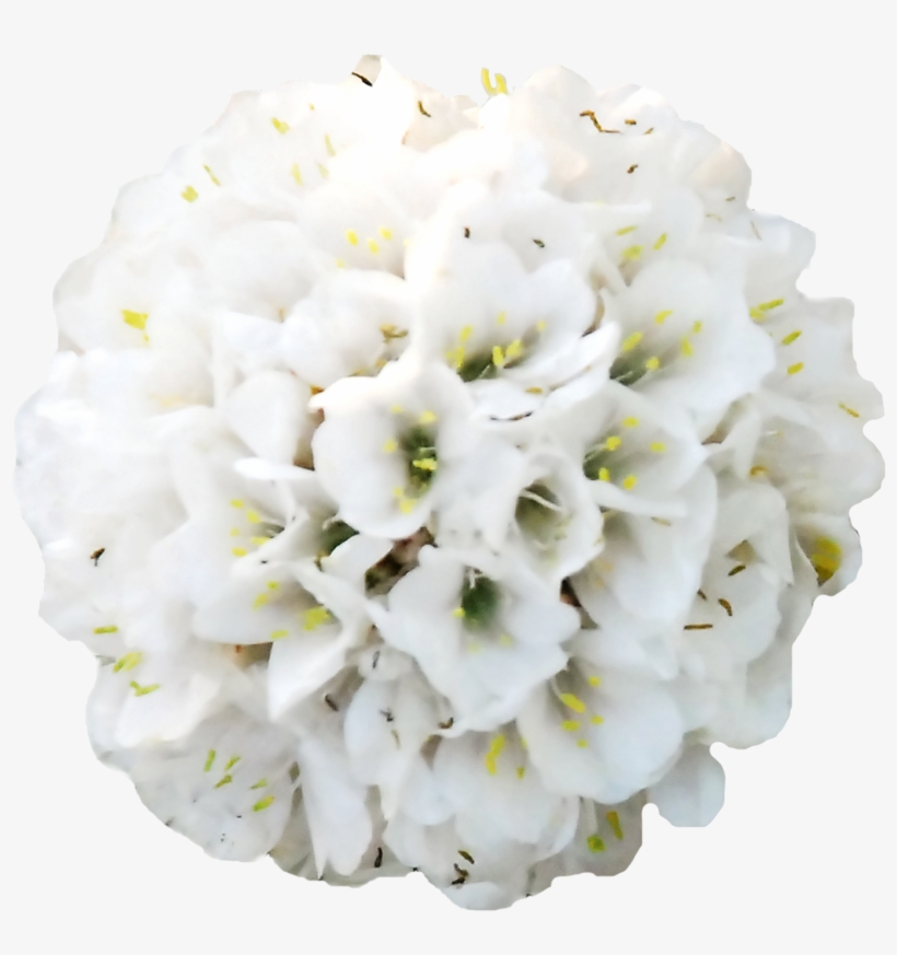 Hydrangea Clipart High Resolution - Neotinea Ustulata, transparent png download