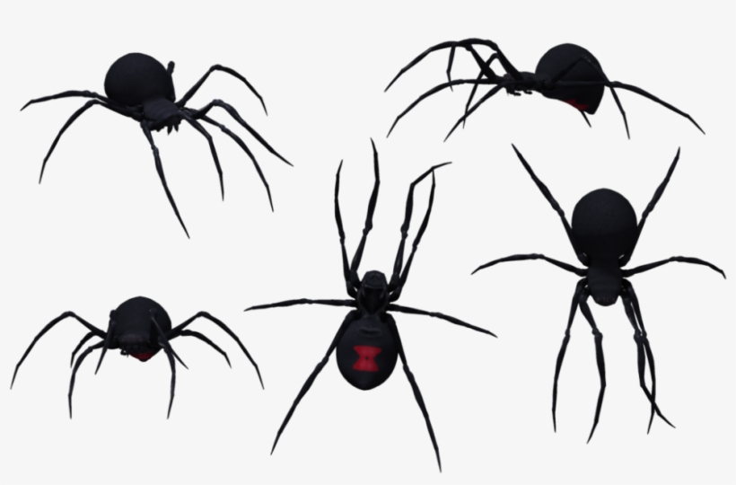 Download Black Widow Spider 075 - Group Of Black Widow Spiders, transparent png download