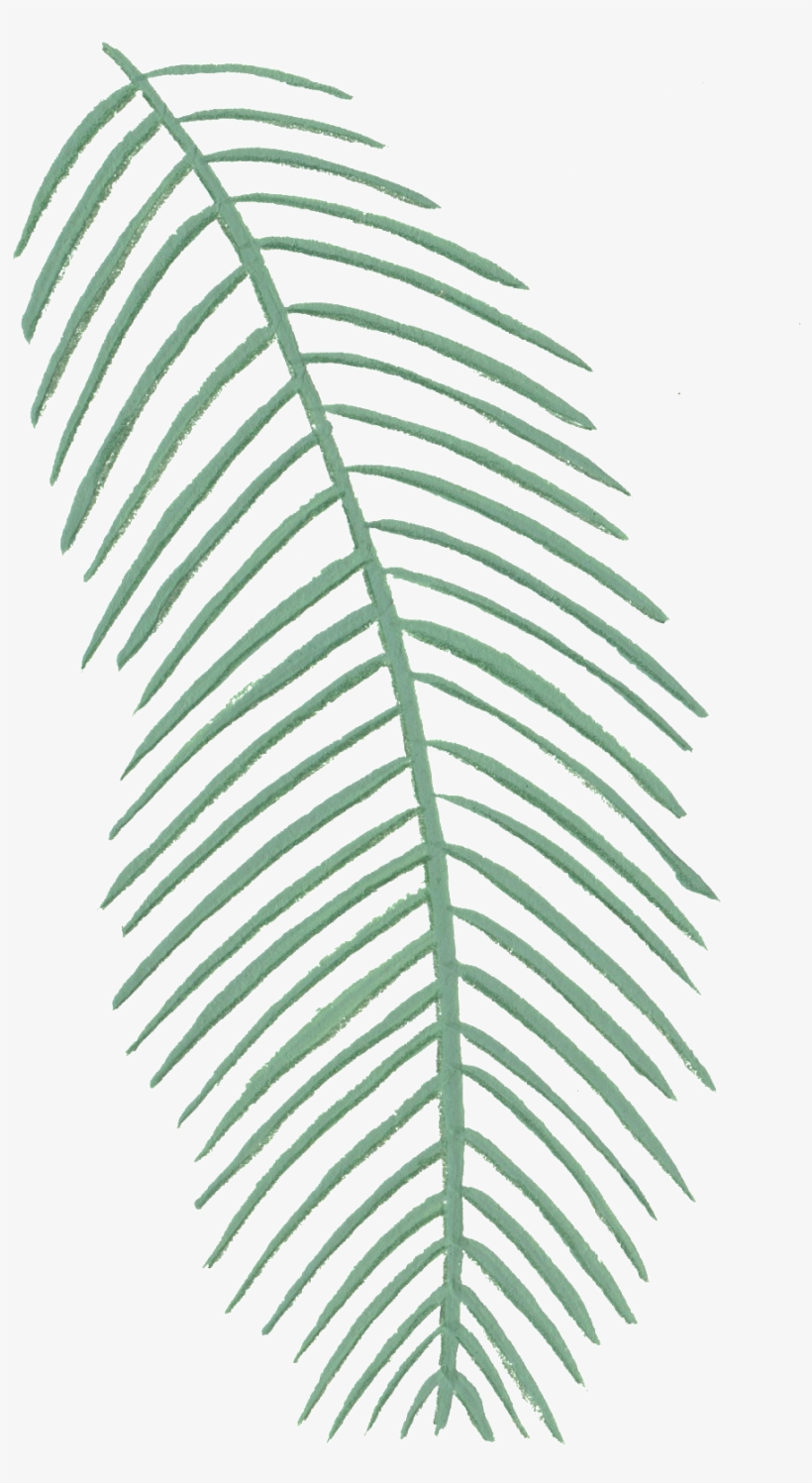 Creative Coconut Leaf Design Decoration Vector - Portable Network Graphics, transparent png download
