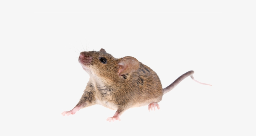 It Is Therefore Essential To Implement Effective Preventative - Mouse Animal Png, transparent png download
