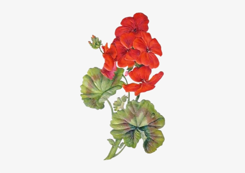 Marjolein Bastin, Plant Illustration, Botanical Illustration, - Blahoželanie K Meninám Marianna, transparent png download