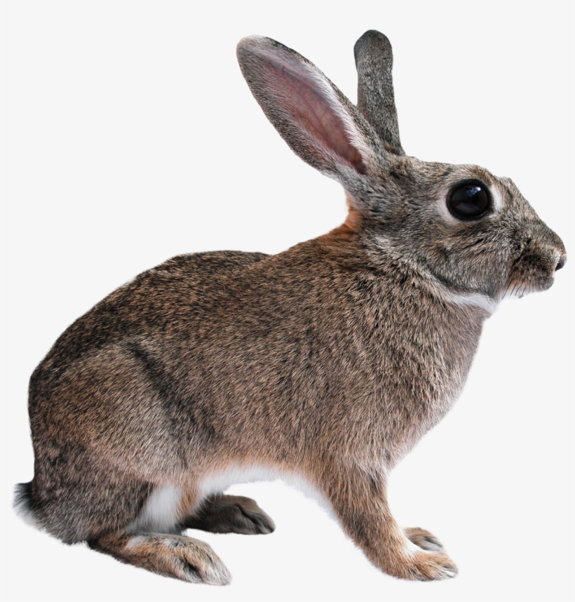 Animal Png - Rabbit Png, transparent png download