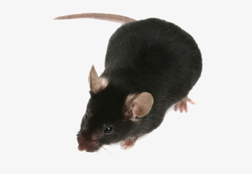 Problems Caused By Rats And Mice - Arizona, transparent png download