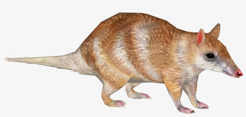 Eastern Barred Bandicoot 3 - Wiki, transparent png download