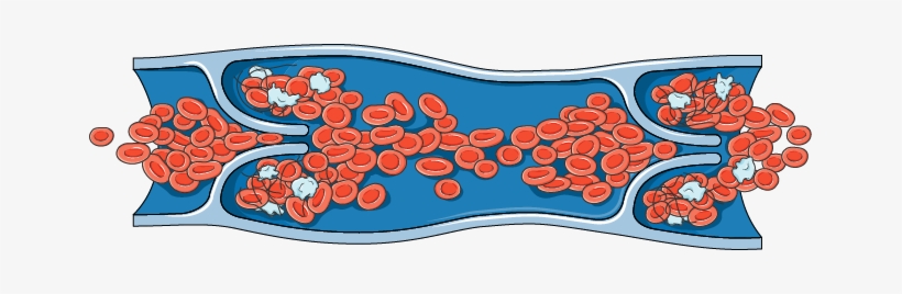 Vein - Vein Clip Art Png, transparent png download