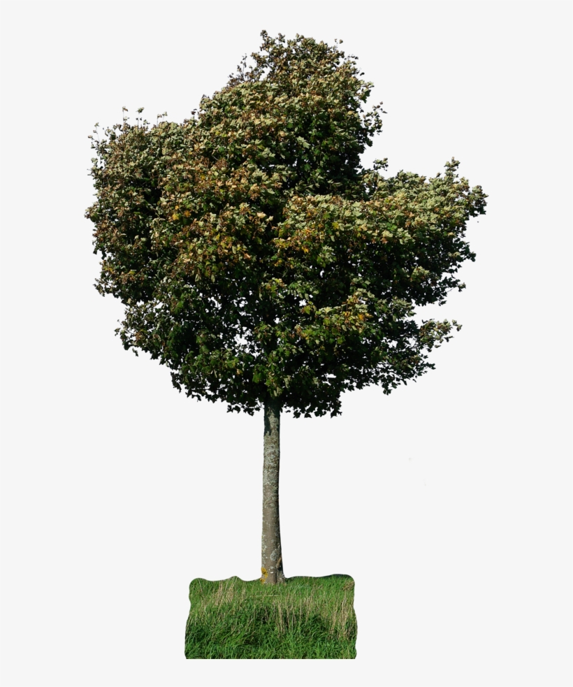 Tree 29 Png By Gd08 On Deviantart - Psd, transparent png download